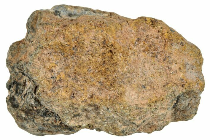 Howardite Meteorite ( g) - Bechar #286981